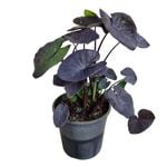 3.3L Elephants Ears Taro - Colocasia esculenta