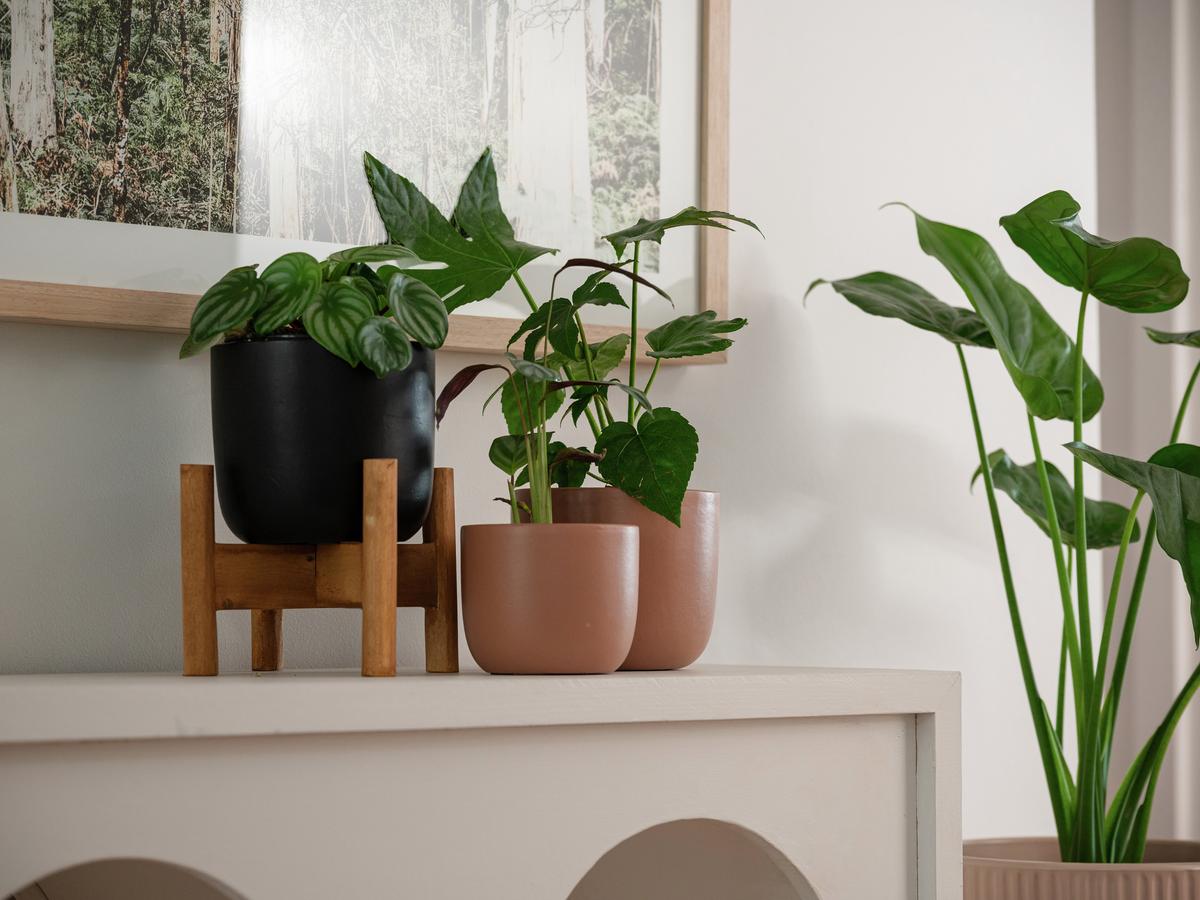 How To Choose An Indoor Pot - Bunnings Australia