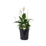 200mm Peace Lily Sweet Chico - Spathiphyllum wallisii