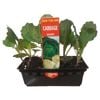 Punnet Cabbage Savoy - Grow Your Own Range