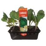 Punnet Cabbage Savoy - Grow Your Own Range