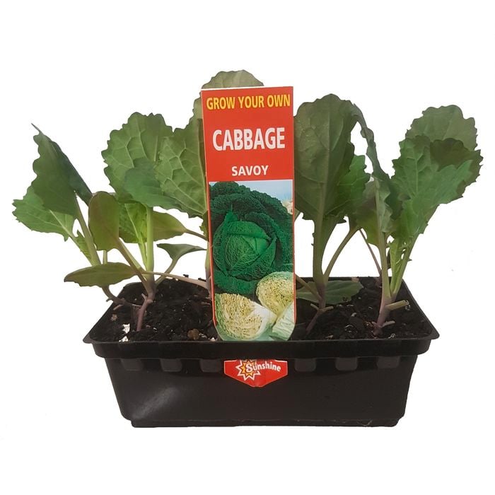 Punnet Cabbage Savoy - Grow Your Own Range