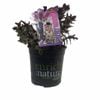 170mm Pretty Woman - Hebe speciosa
