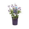 140mm Salvia - Salvia So Cool Purple