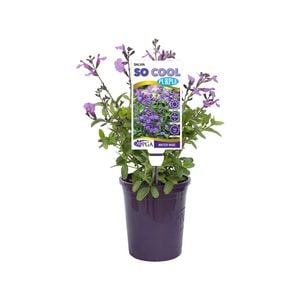 140mm Salvia - Salvia So Cool Purple