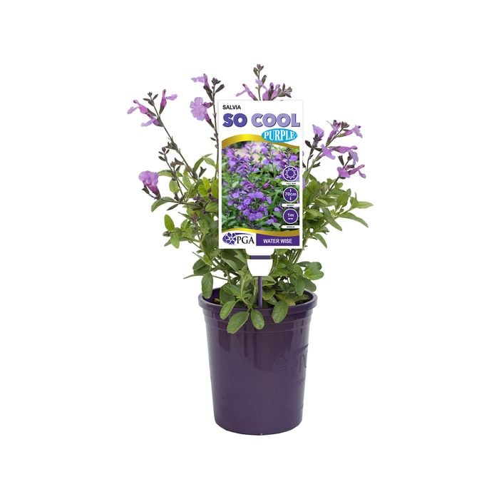 140mm Salvia - Salvia So Cool Purple
