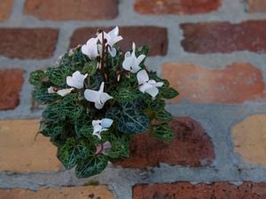 Potted cyclamen with white flowers