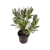 200mm Australis Ruby - Protea neriifolia