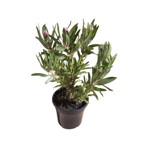 200mm Australis Ruby - Protea neriifolia
