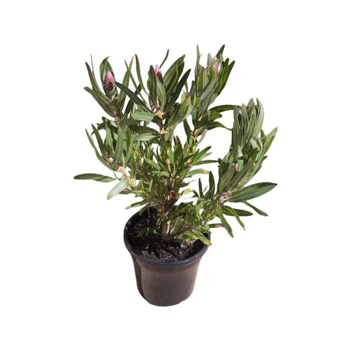 200mm Australis Ruby - Protea neriifolia