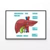 Human Liver Gallbladder Diagram  Print 100% Australian Made 120x90cm  (Poster)