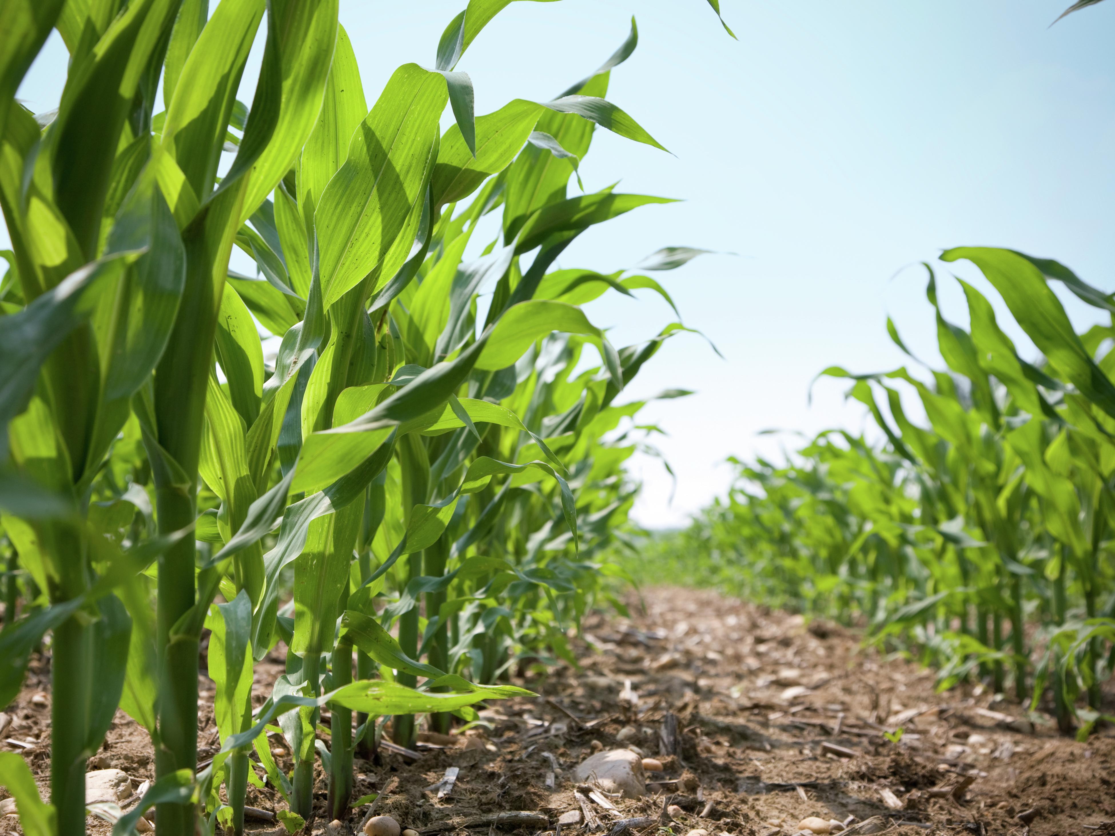 How To Grow Corn - Bunnings New Zealand