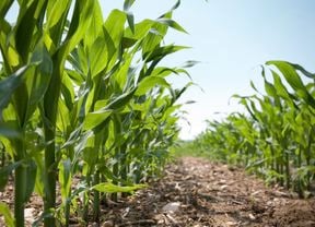 Corn plants in a field under the blue sky