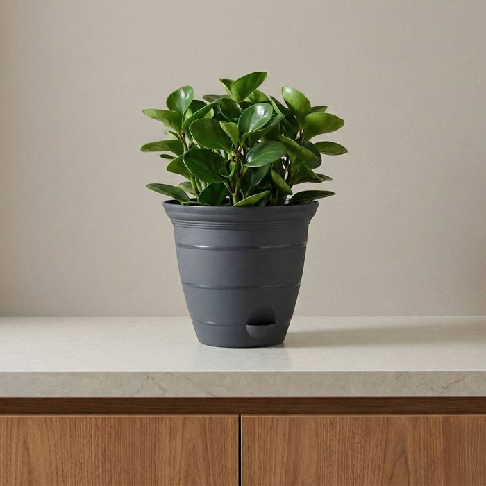 Moda 20cm Self Watering Roman Pot Charcoal