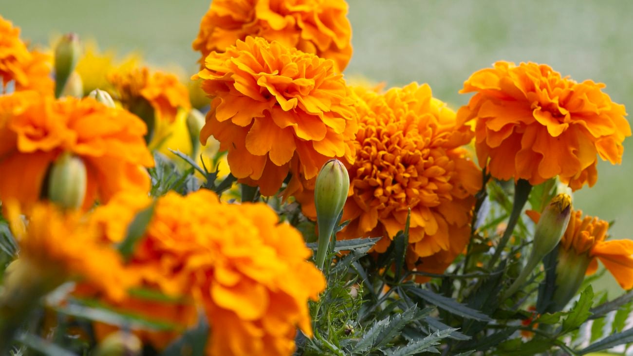 A close up of some marigold flowers.