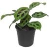 120mm Green Prayer Plant - Maranta leuconeura