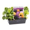 Pansy Au Go Go Punnet - Viola wittrockiana