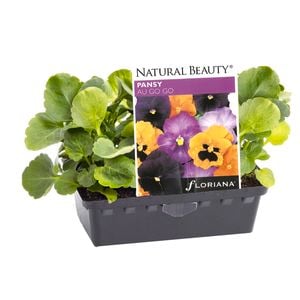 Pansy Au Go Go Punnet - Viola wittrockiana