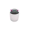 95mm Cactus Decorative Pot