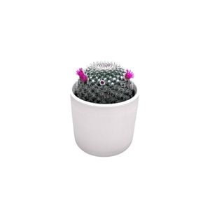95mm Cactus Decorative Pot