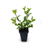 68mm African Sky - salvia
