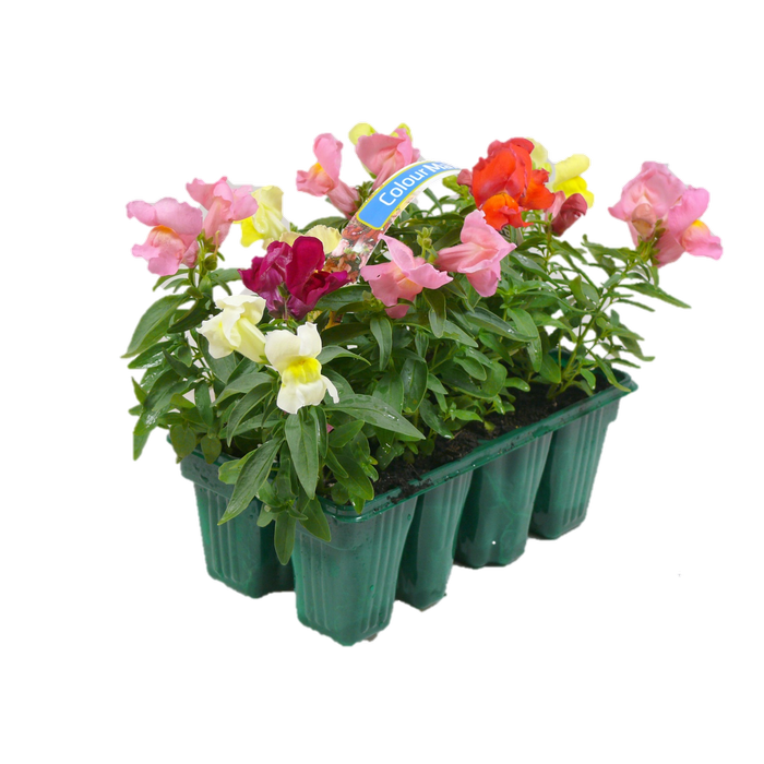 8 cell Snap Dragon - Antirrhinum mix