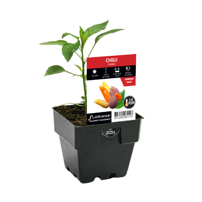 100mm Chilli Thimble - Capsicum annuum