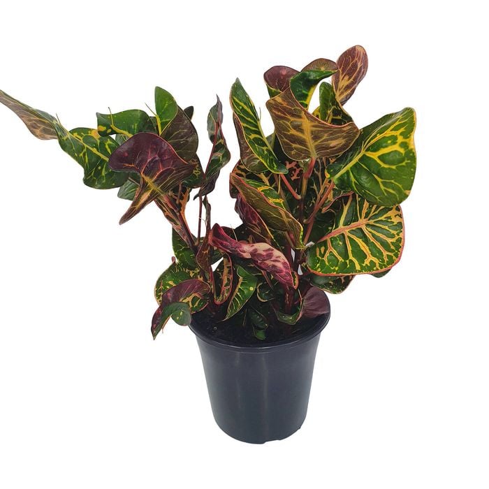 125mm Exotic Beauty - Croton Codiaeum variegatum