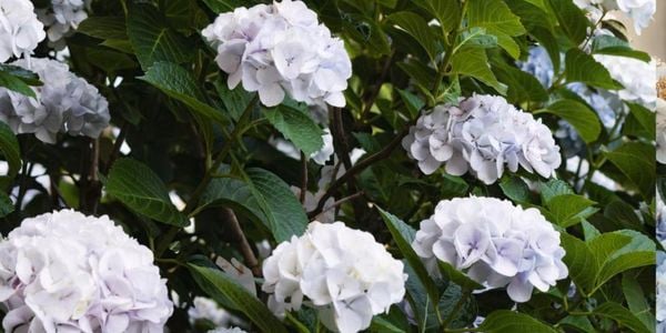 Flowers - Garden - Medium