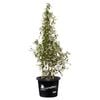 400mm Star Jasmine - Trachelospermum  jasminoides