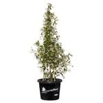 400mm Star Jasmine - Trachelospermum jasminoides