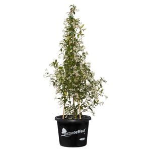400mm Star Jasmine - Trachelospermum  jasminoides