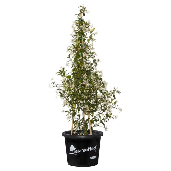 400mm Star Jasmine - Trachelospermum  jasminoides