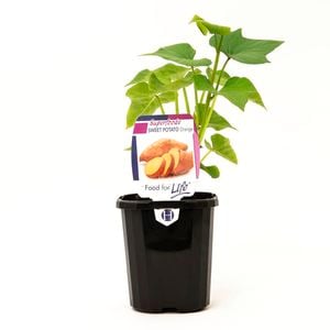 95mm Sweet Potato Orange - Ipomoea batatas