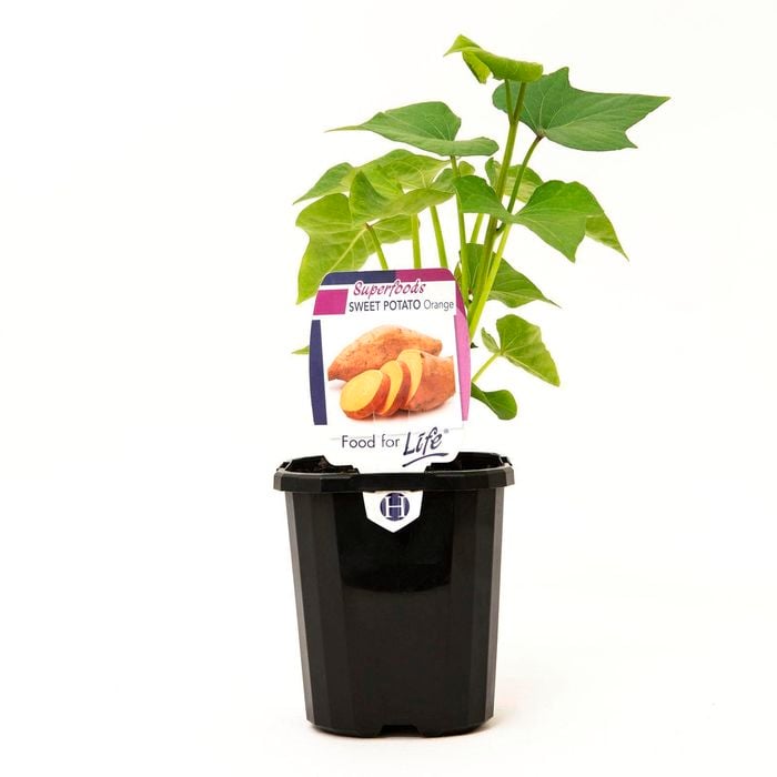95mm Sweet Potato Orange - Ipomoea batatas