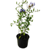 2.5L Plumbago Royal Cape - Plumbago auriculata Royal Cape