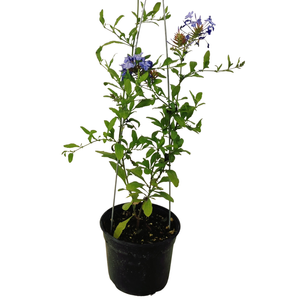 2.5L Plumbago Royal Cape - Plumbago auriculata Royal Cape