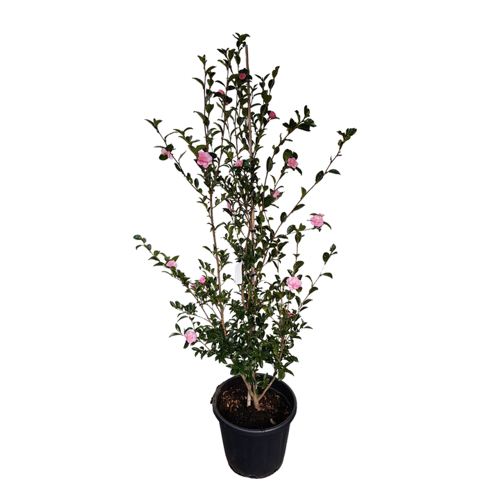30L Camellia Jennifer Susan - Camellia sasanqua