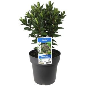200mm Kiwi Hebe™ Karaka - Hebe x andersonii 