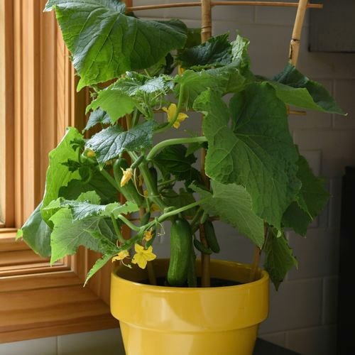 Cucumber ‘Mini Snack’ is a fantastic potted variety that produces handfuls of small, crisp cucumbers over a few weeks. 