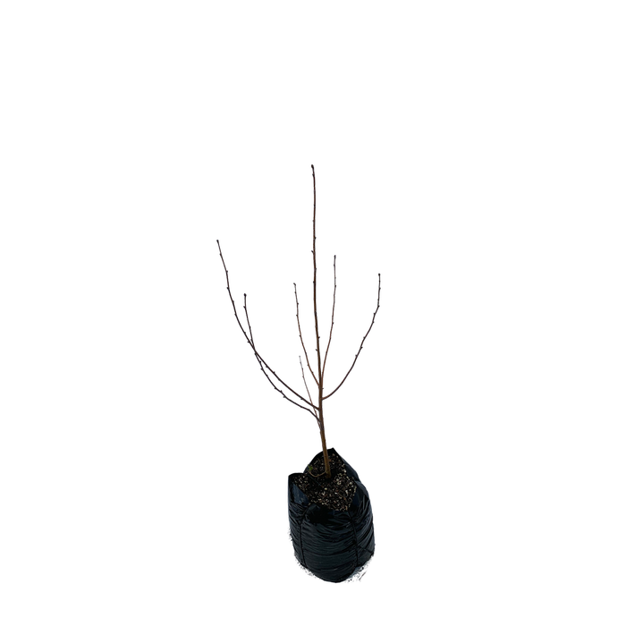 450mm Silver Birch - Betula pendula Alba