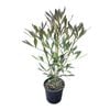 4L Pseudopanax Dark Star