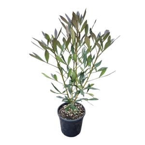 4L Pseudopanax Dark Star