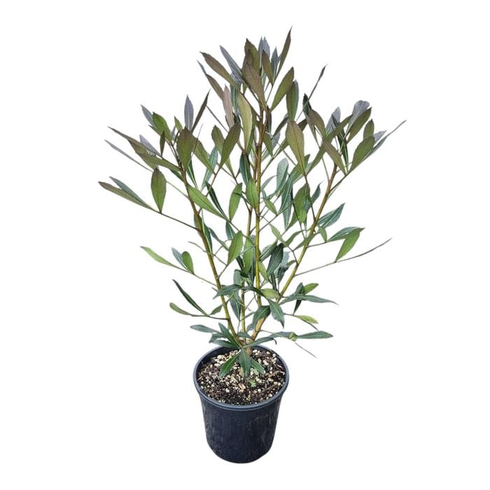 4L Pseudopanax Dark Star