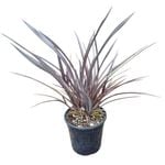 4L Flax Black Rage - Phormium