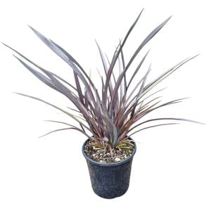 4L Flax Black Rage - Phormium