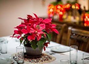 Poinsettia in a pot, on a table.