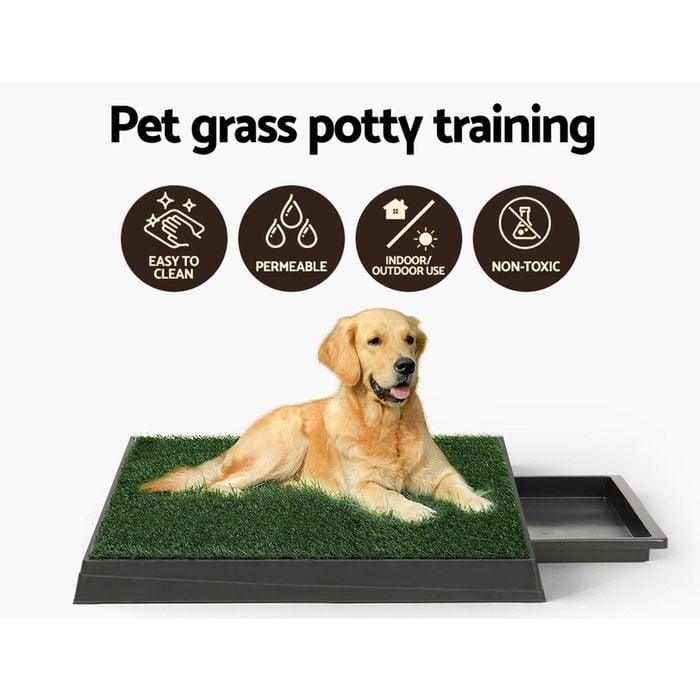 Labrador 11 Week Puppy Potty Training Golden Retriever Crate