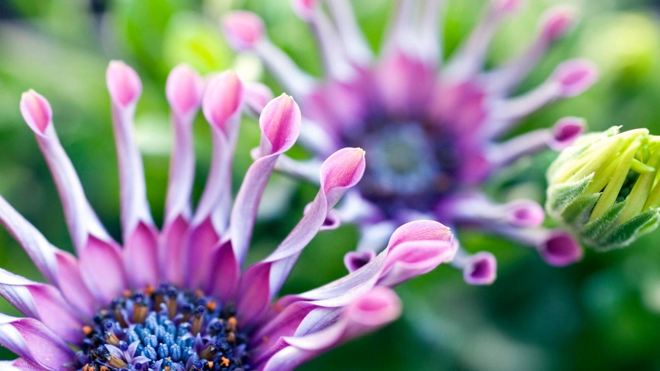 macro image of a purple osteospermum daisy