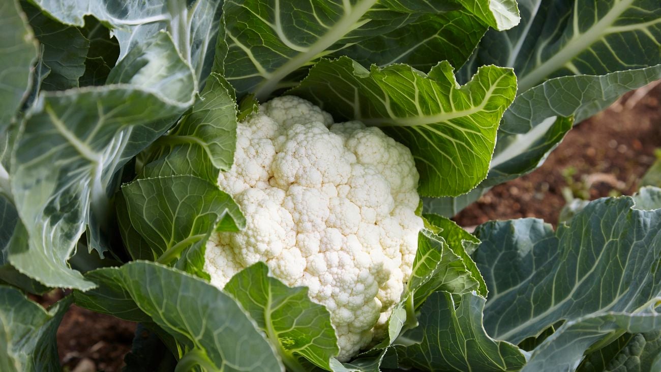 Cauliflower in a field shot close up.]